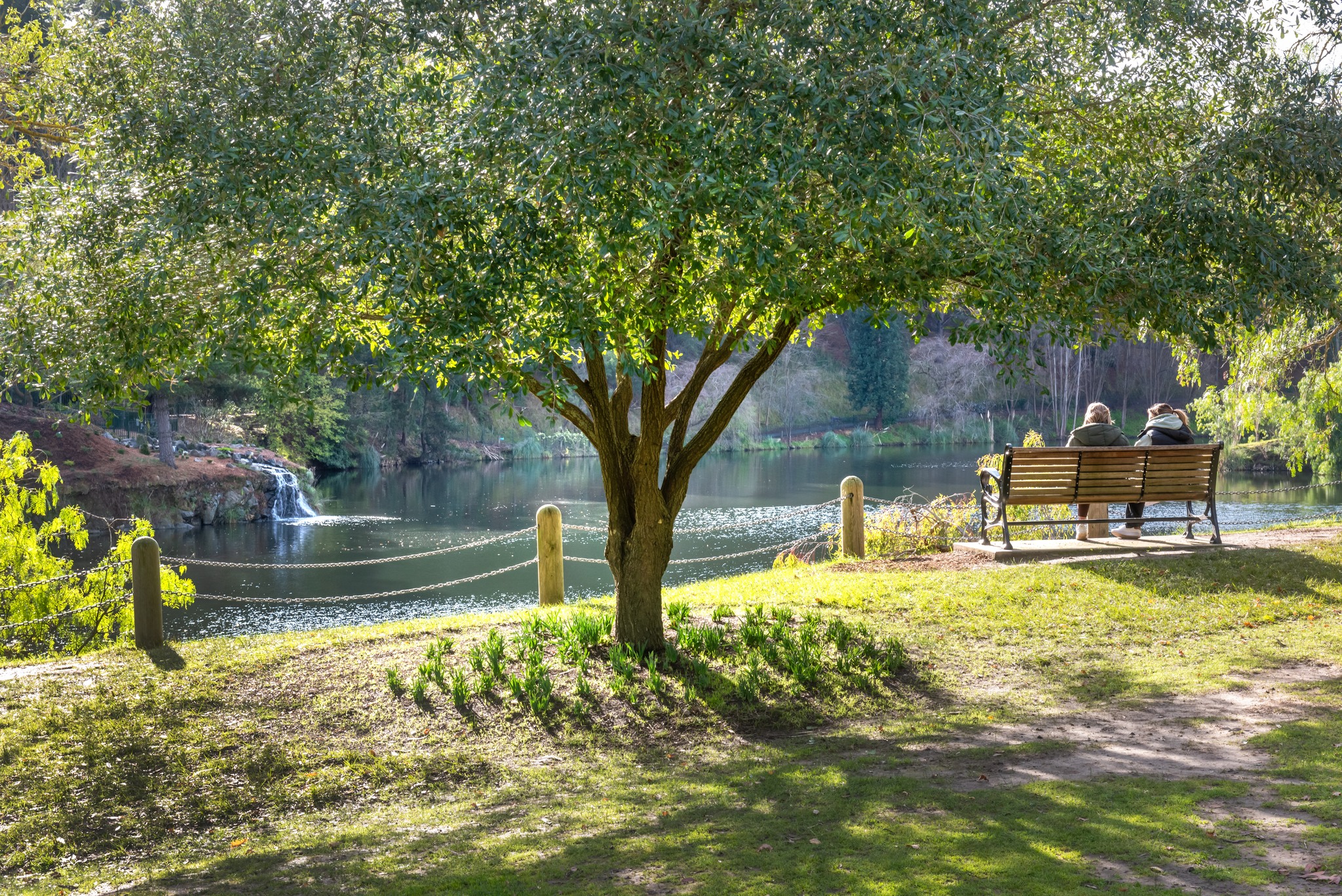 Lakeside bench surrounded by grass, trees, and greenery